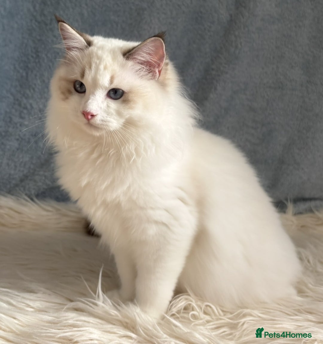 Ragdoll cats for sale: Playful Pedigree Ragdoll Kittens Available - Advert 19