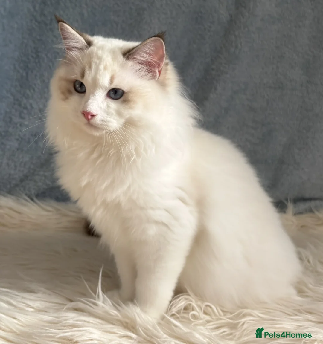Ragdoll cats for sale: Two The last Boys Pedigree Ragdoll  Available - Advert 32