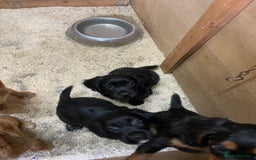 Cocker Spaniel dogs for sale: Kc reg working cocker spaniel pups - Image 2