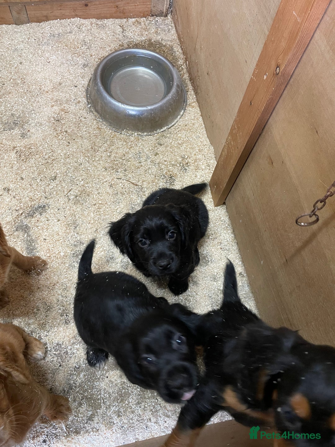 Cocker Spaniel dogs for sale: Kc reg working cocker spaniel pups - Image 2