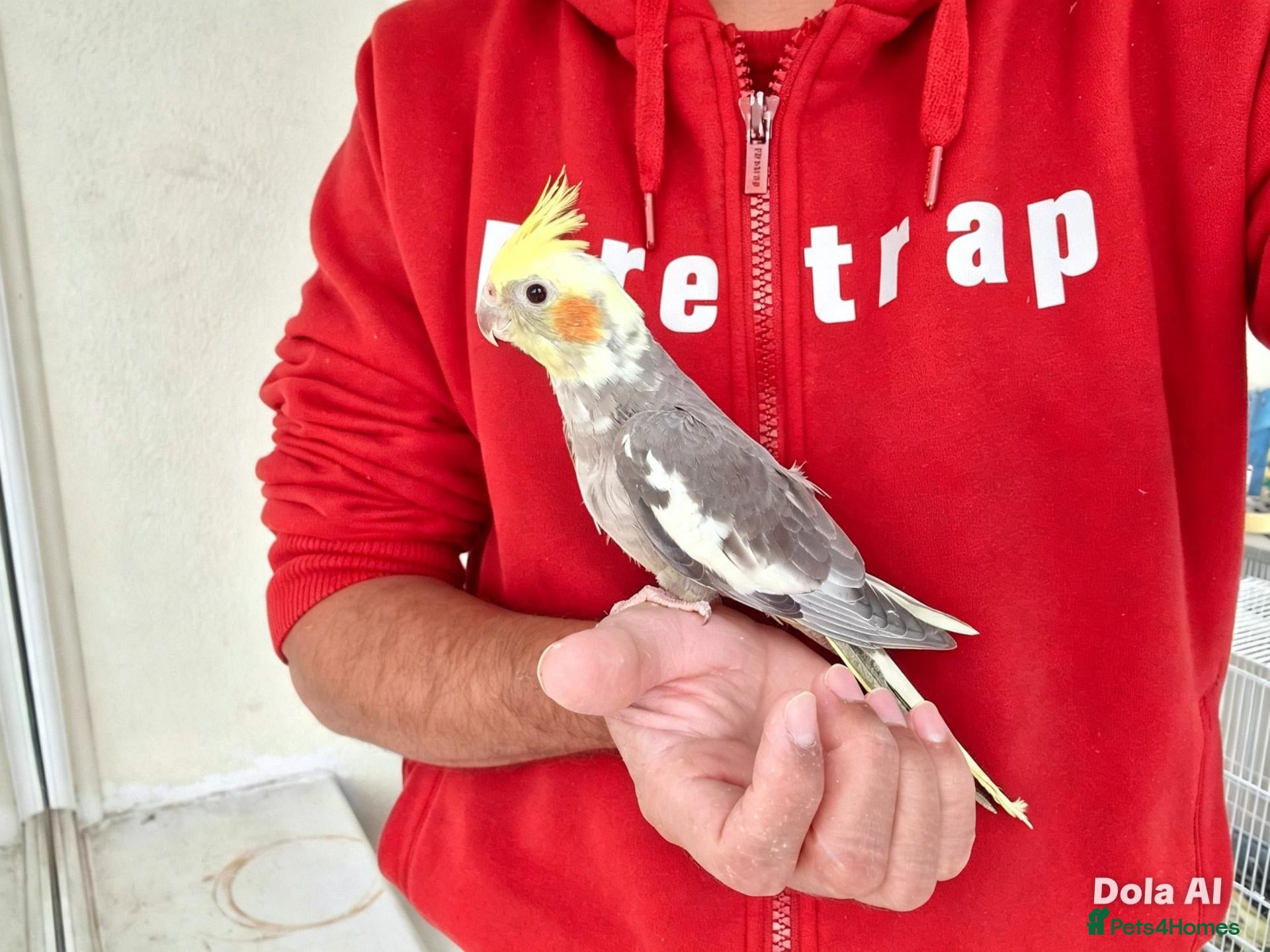 Cockatiels birds Super hand tamed baby cockatiel for sale - Advert 9
