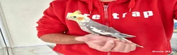 Cockatiels birds for sale: Super hand tamed baby cockatiel for sale - Advert 8