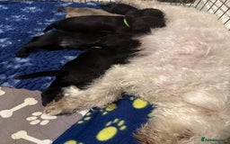 Miniature Schnauzer dogs for sale: Beautiful litter of Miniature Shnauzers  - Image 21