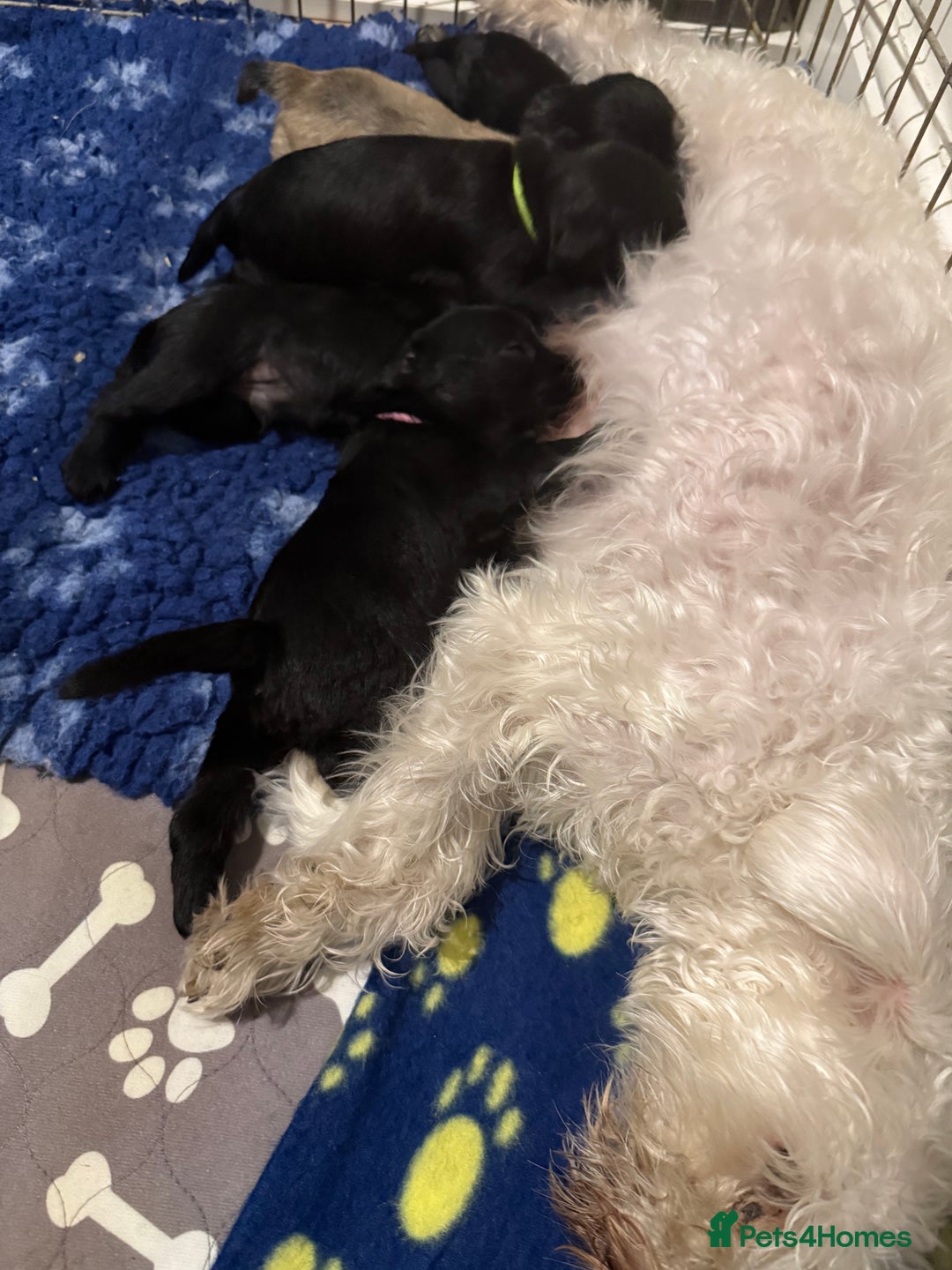 Miniature Schnauzer dogs for sale: Beautiful litter of Miniature Shnauzers  - Image 21