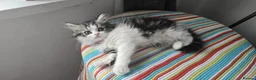 Persian cats for sale: Adorable Persian girl  - Advert 14