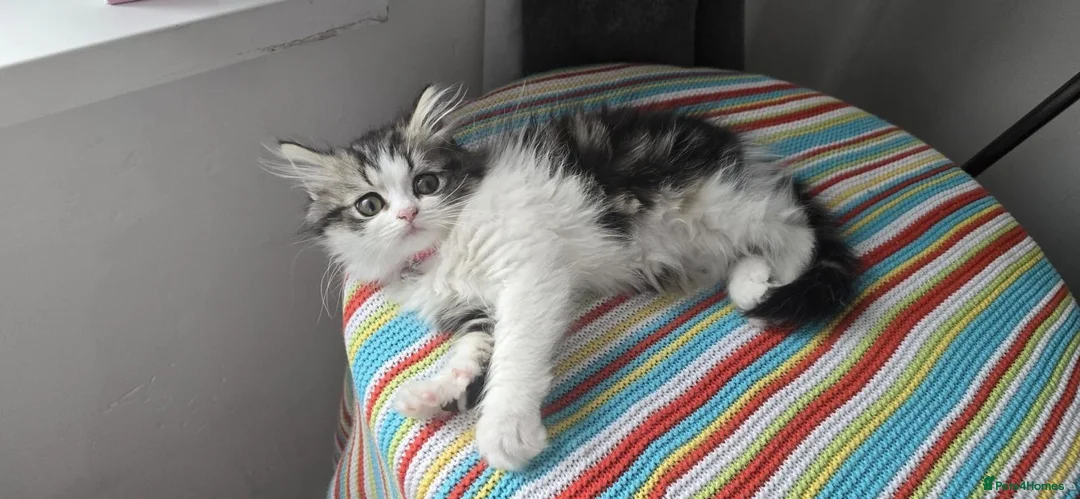 Persian cats for sale: Adorable Persian girl  - Advert 14