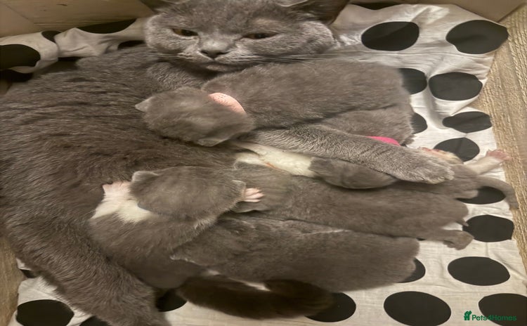 British Shorthair cats - Advert 16