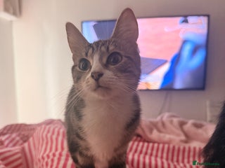 British Shorthair cats Female for sale - Advert 2