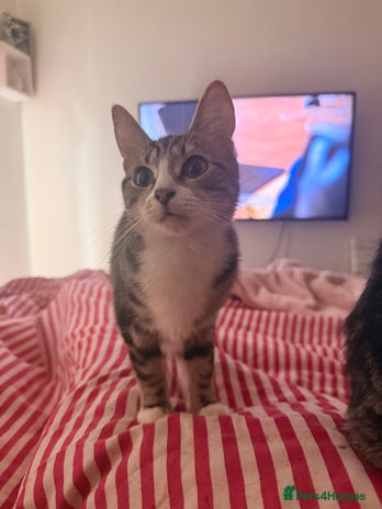 British Shorthair cats - Advert 7