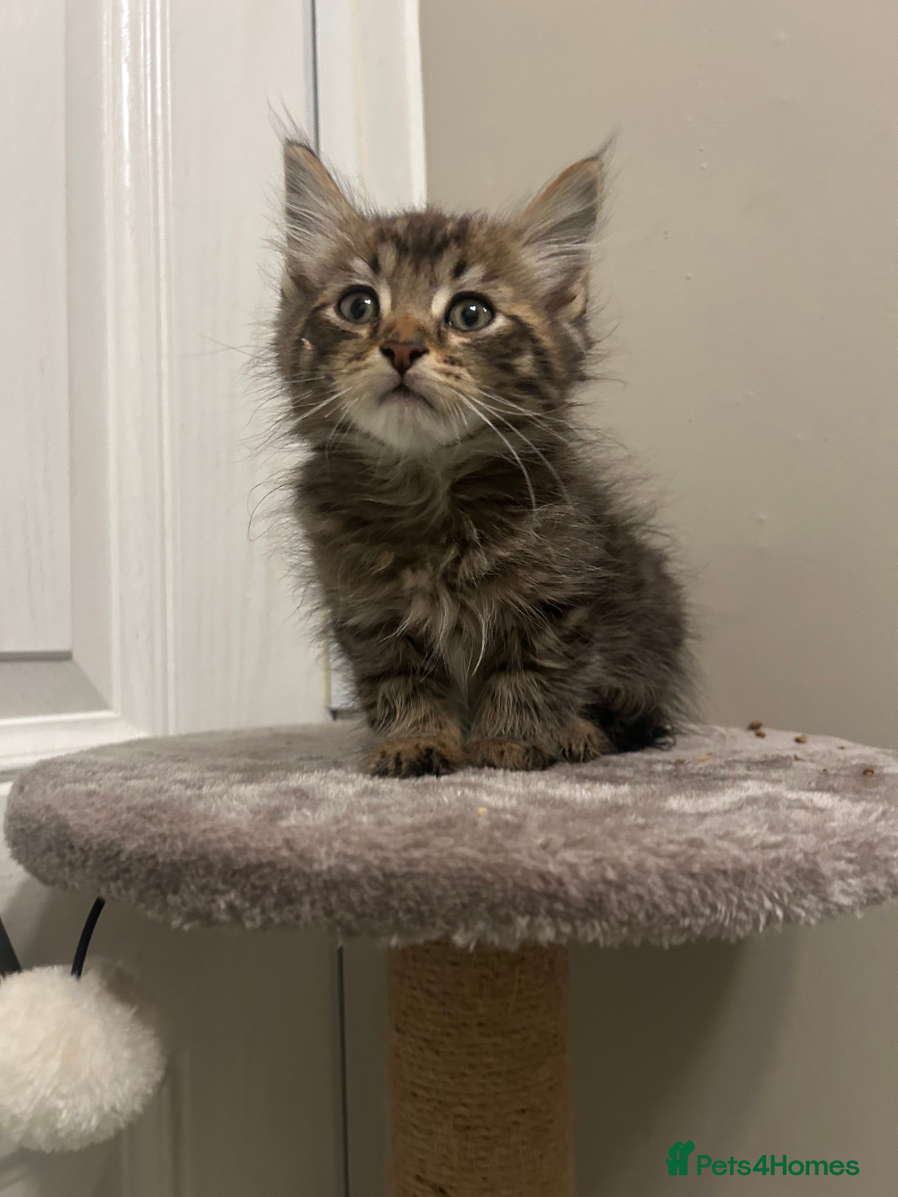 Mixed Breed cats MAINECOON X KITTENS  - Advert 1