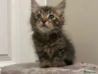 Mixed Breed cats MAINECOON X KITTENS - Advert 1