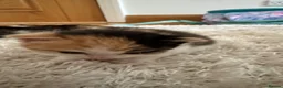 British Longhair cats for sale: British Longhair mum + 5 kittens (available soon) in Stanmore - Advert 10