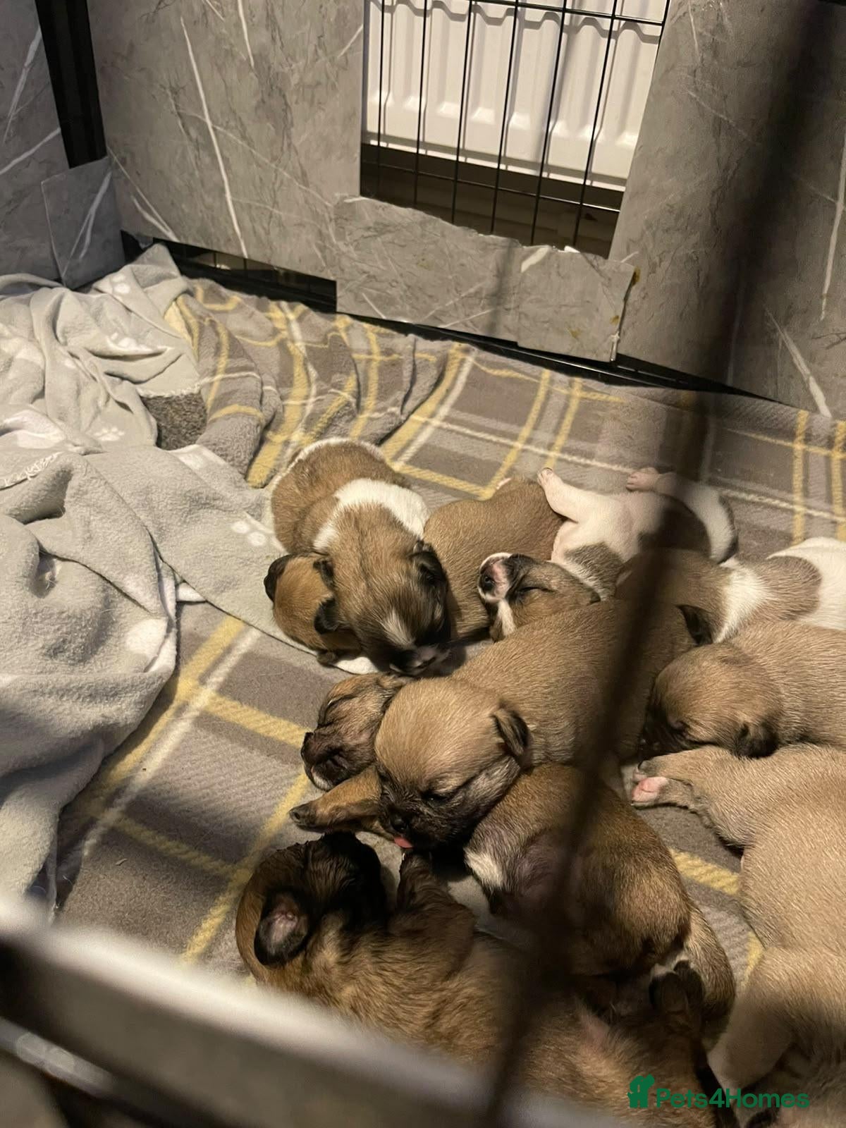 Mixed Breed dogs Jackzu puppies - Advert 1
