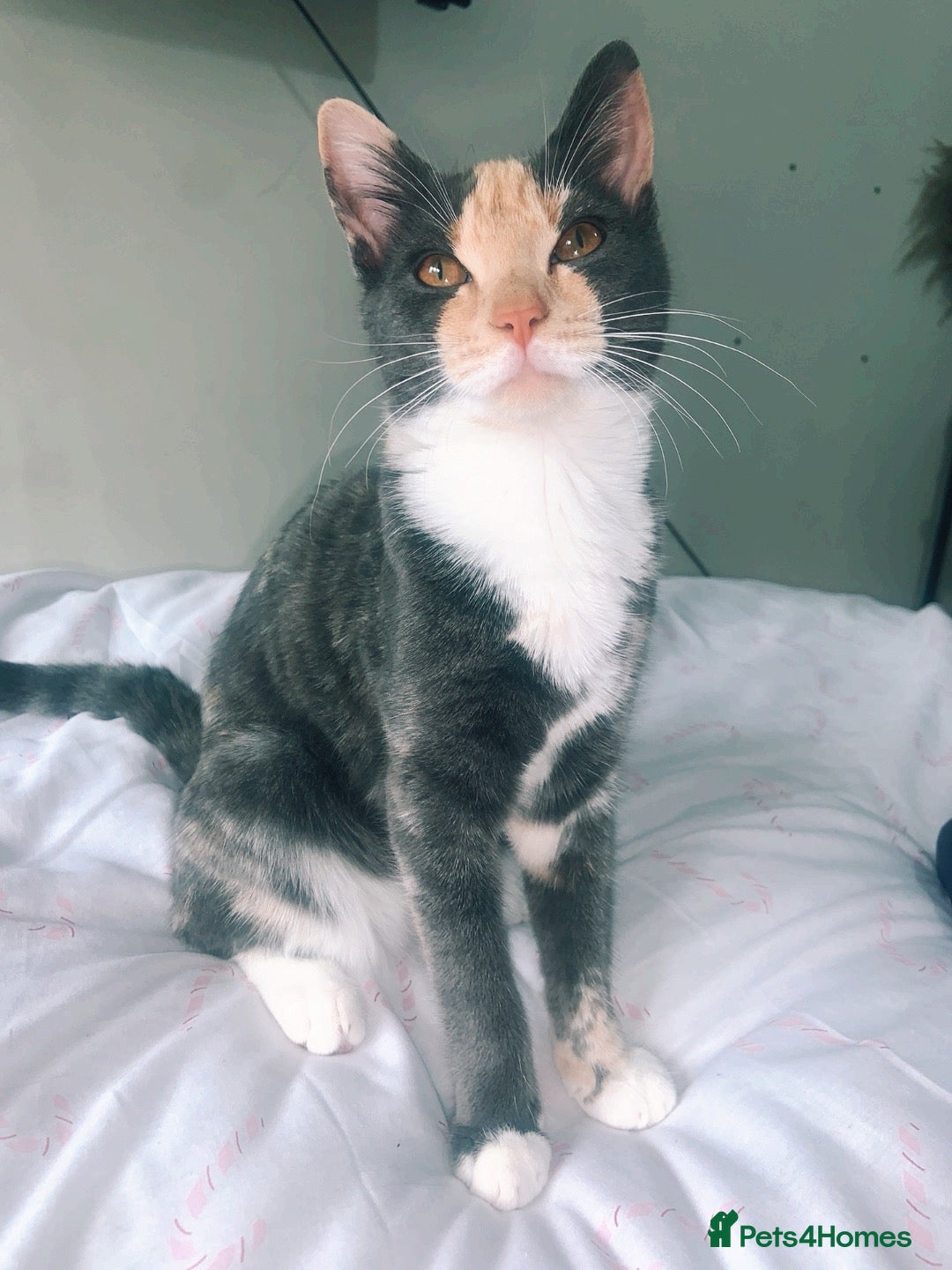 Domestic Shorthair cats Tabbys - Advert 5