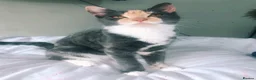 Domestic Shorthair cats for sale: Tabbys - Advert 1