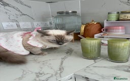 Ragdoll cats for sale: 🐾 5 Beautiful Ragdoll Kittens - Parents GCCF 🐾 - Image 9