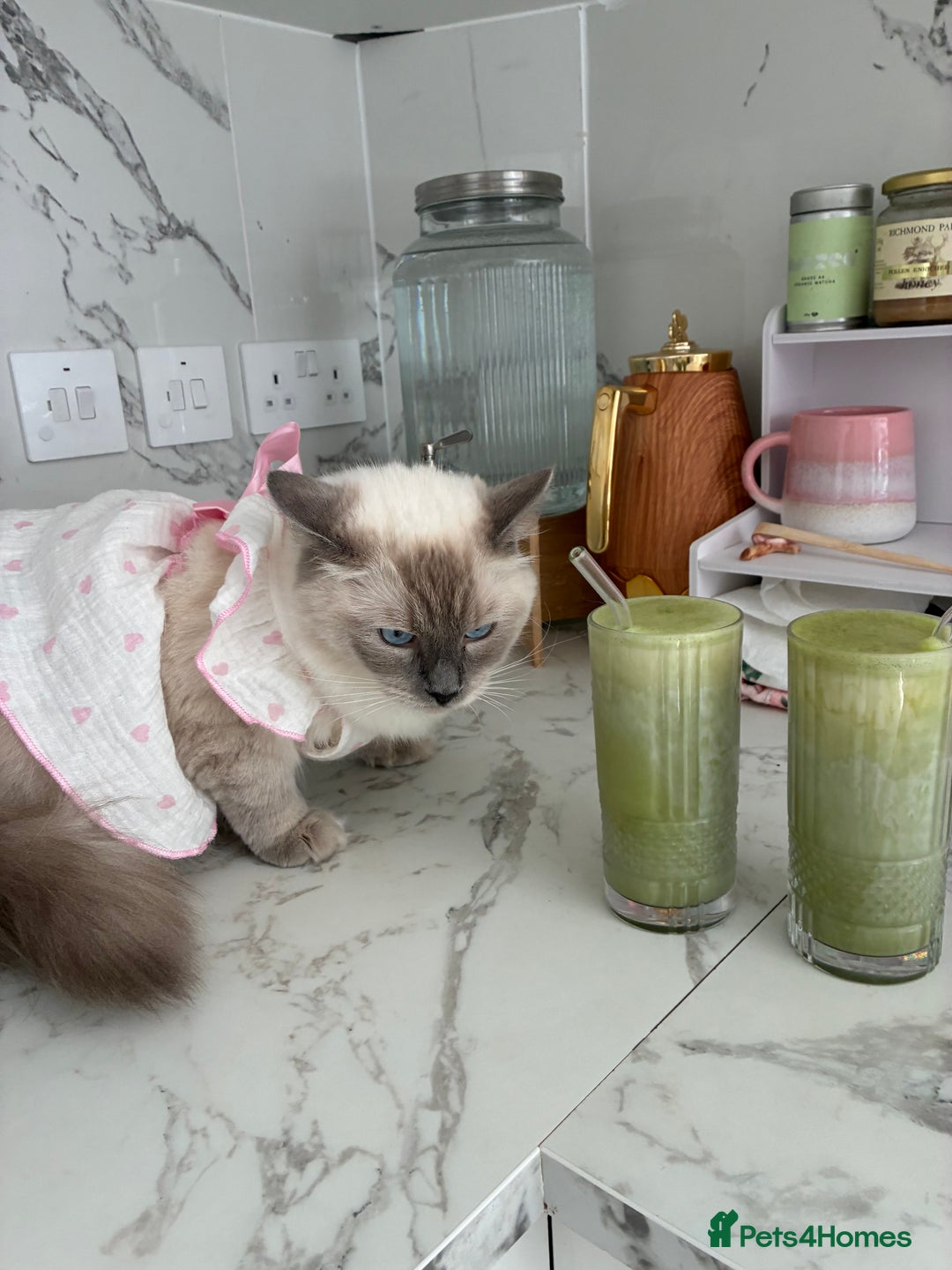 Ragdoll cats for sale: 🐾 5 Beautiful Ragdoll Kittens - Parents GCCF 🐾 - Image 9