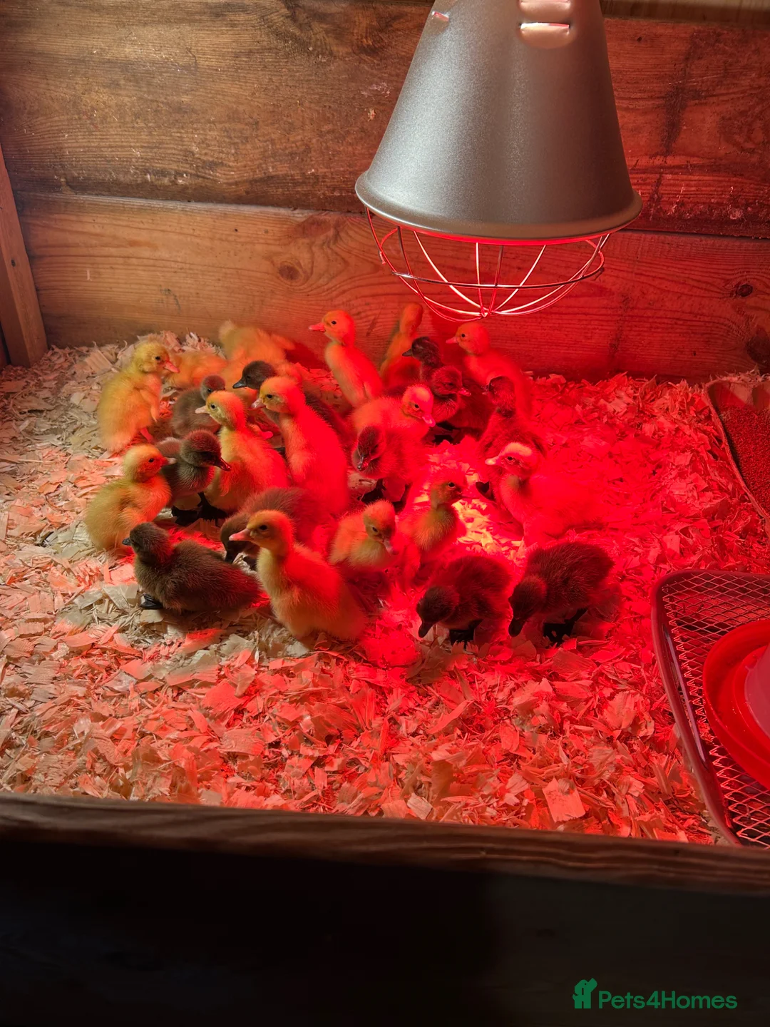 Ducks poultry for sale: Ducklings for sale  - Advert 1