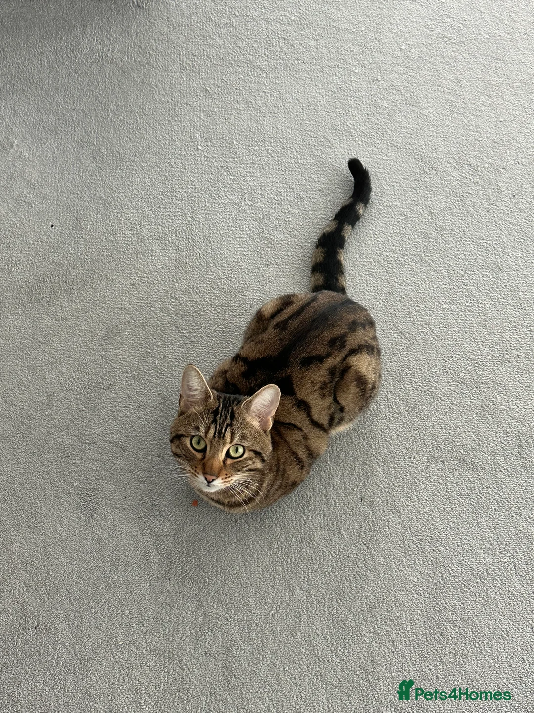 Bengal cats for sale: Bengal boy  in Reading - Advert 3