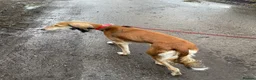 Saluki dogs for sale: Female Saluki  - Advert 1
