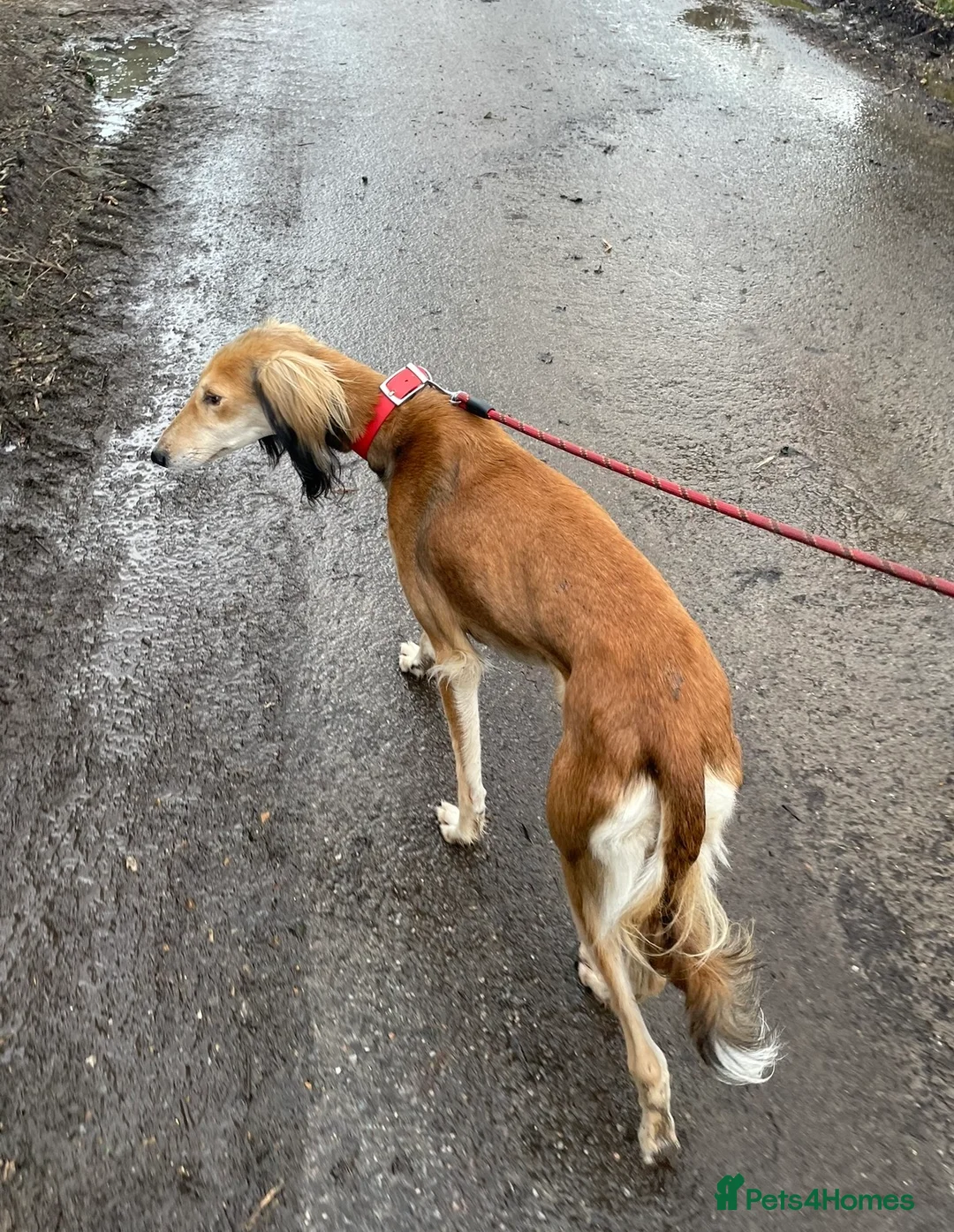 Saluki dogs for sale: Female Saluki  - Advert 1