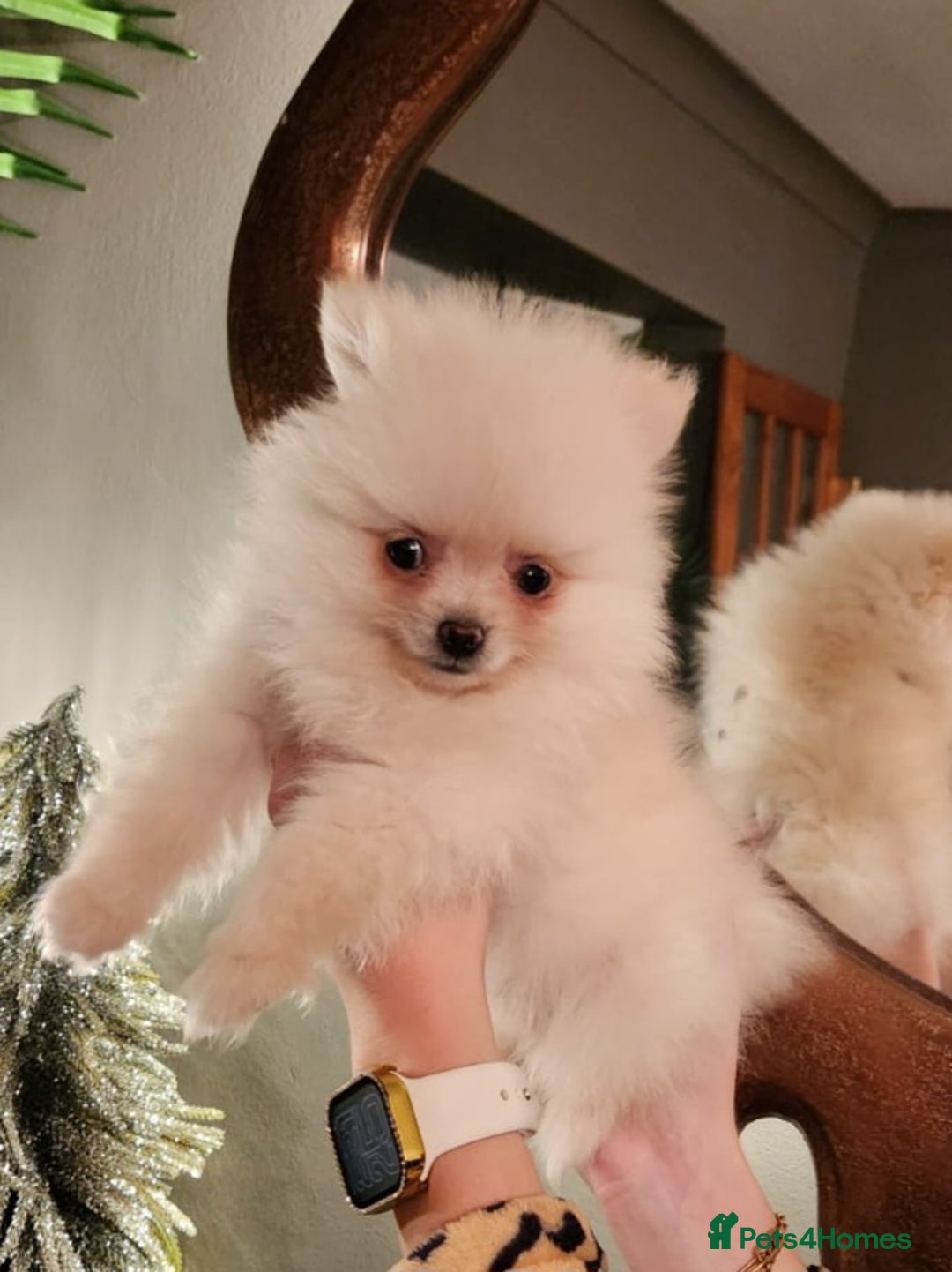 Pomeranian dogs for sale: K C registered beautiful Pomeranians - Advert 14