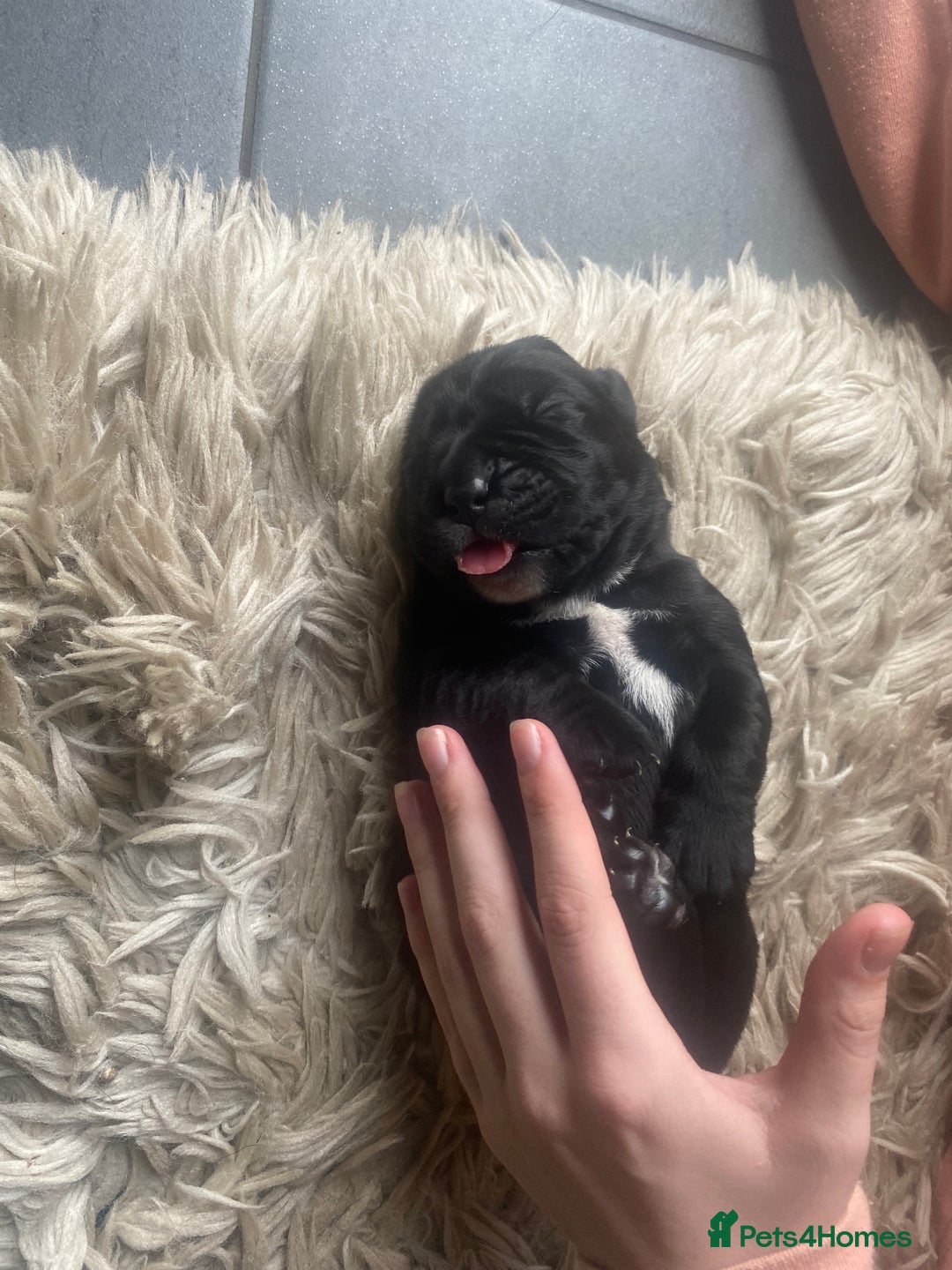 Cane Corso dogs for sale: Beautiful chunky Cane Corso puppies  - Image 2