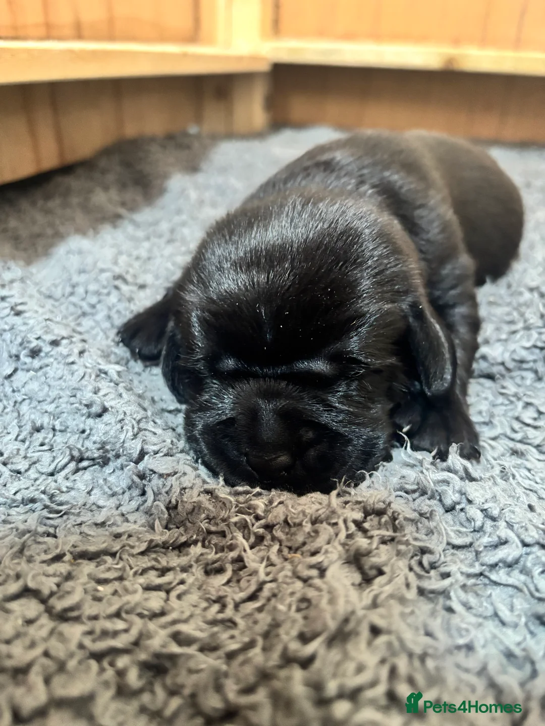 Labrador Retriever dogs for sale: Black KC Lab puppies - Advert 25