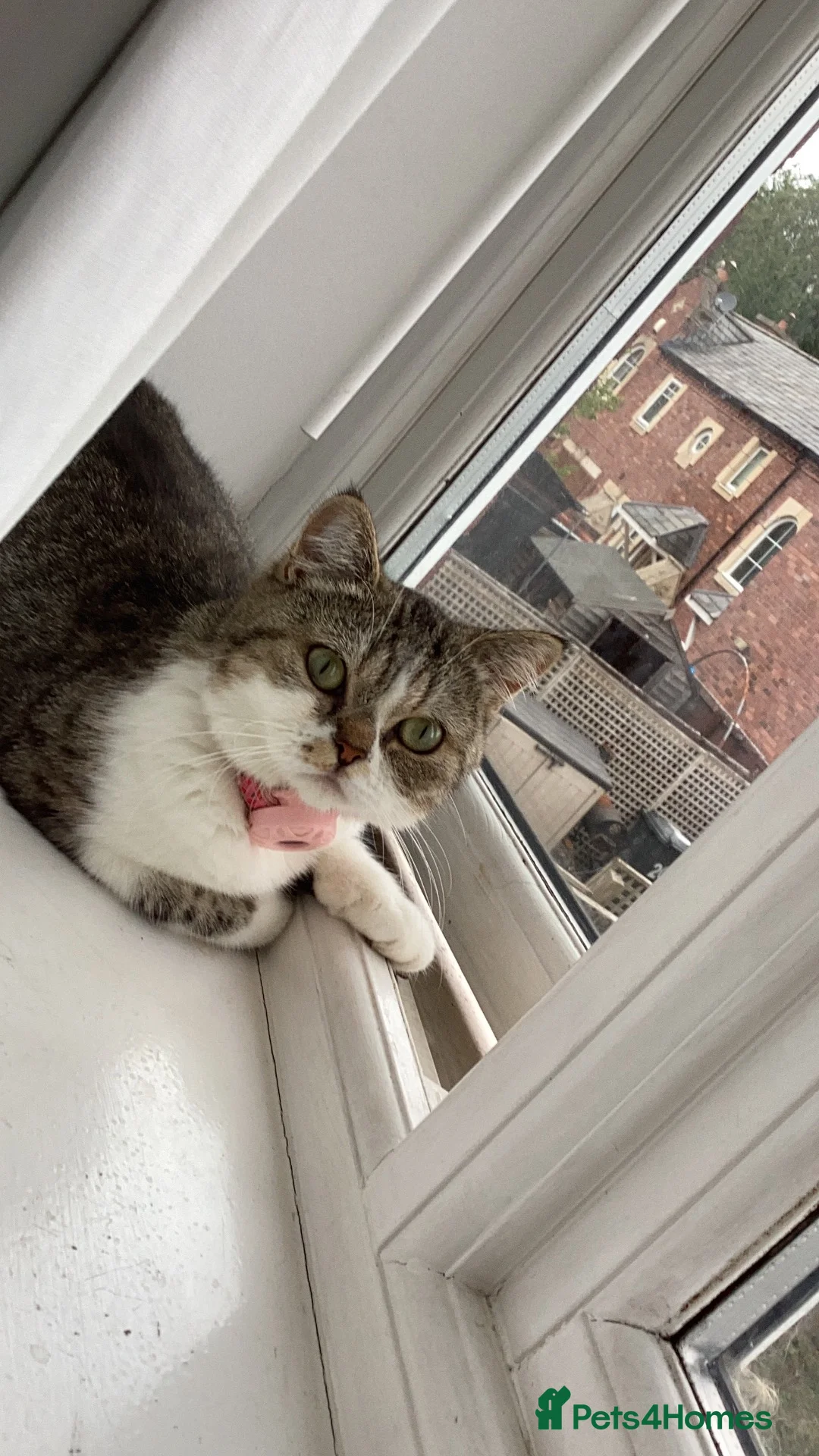 Mixed Breed cats for sale: Last male kitten exotic shorthair  in Warrington - Advert 1