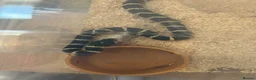 Mixed Breed reptiles for sale: Multiple snakes for rehome - Advert 10