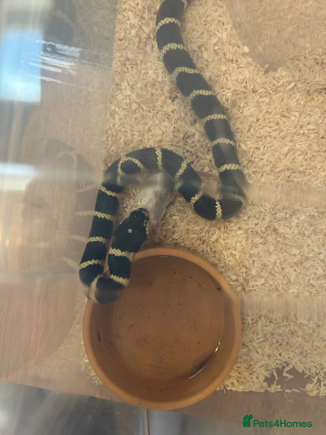 Mixed Breed reptiles for sale: Multiple snakes for rehome - Advert 10