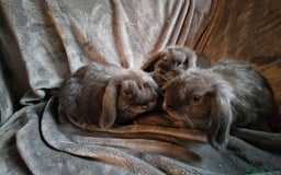 Mini Lop rabbits for sale: Cute Purebred Mini lops-Boys and girls available - Image 9