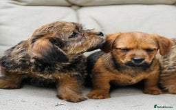 Mixed Breed dogs for sale: Stunning Norfolk terrier x jrt pups ready now - Image 2