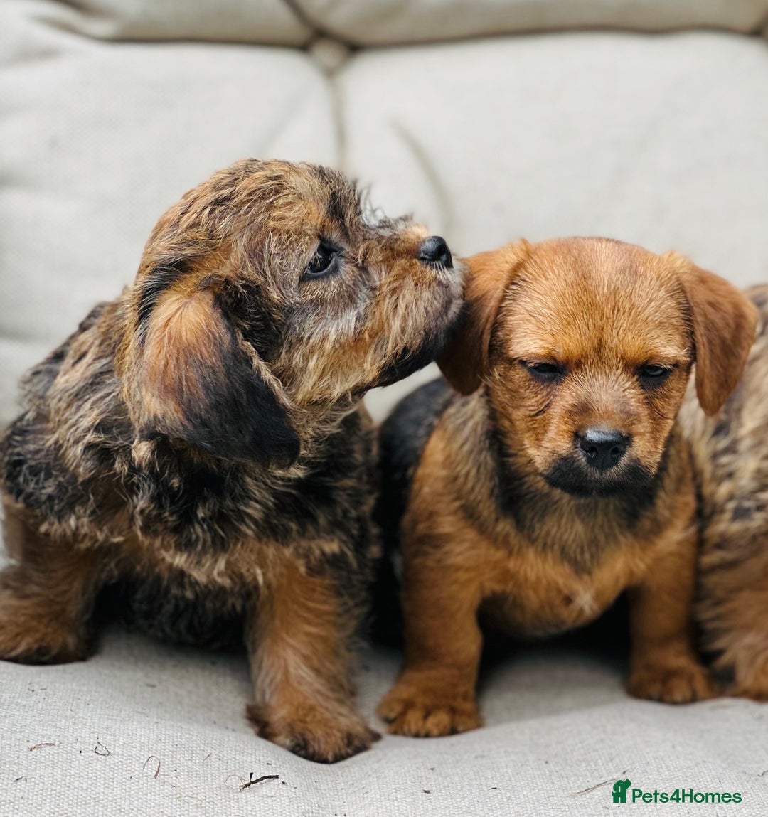 Mixed Breed dogs for sale: Stunning Norfolk terrier x jrt pups ready now - Image 2