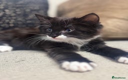 Ragdoll cats for sale: Stunning part ragdoll kittens - Image 1