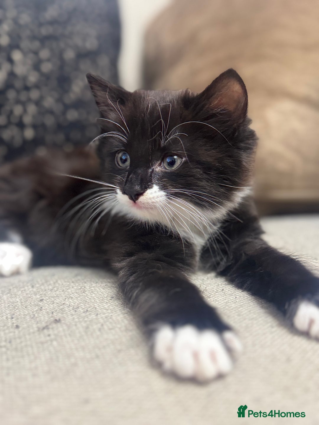 Ragdoll cats for sale: Stunning part ragdoll kittens - Image 1