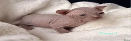 Sphynx cats for sale: ✨ tiny Canadian Sphynx elves ✨ - Advert 18