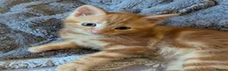 Domestic Shorthair cats for sale: 5 Ginger kittens - Advert 4