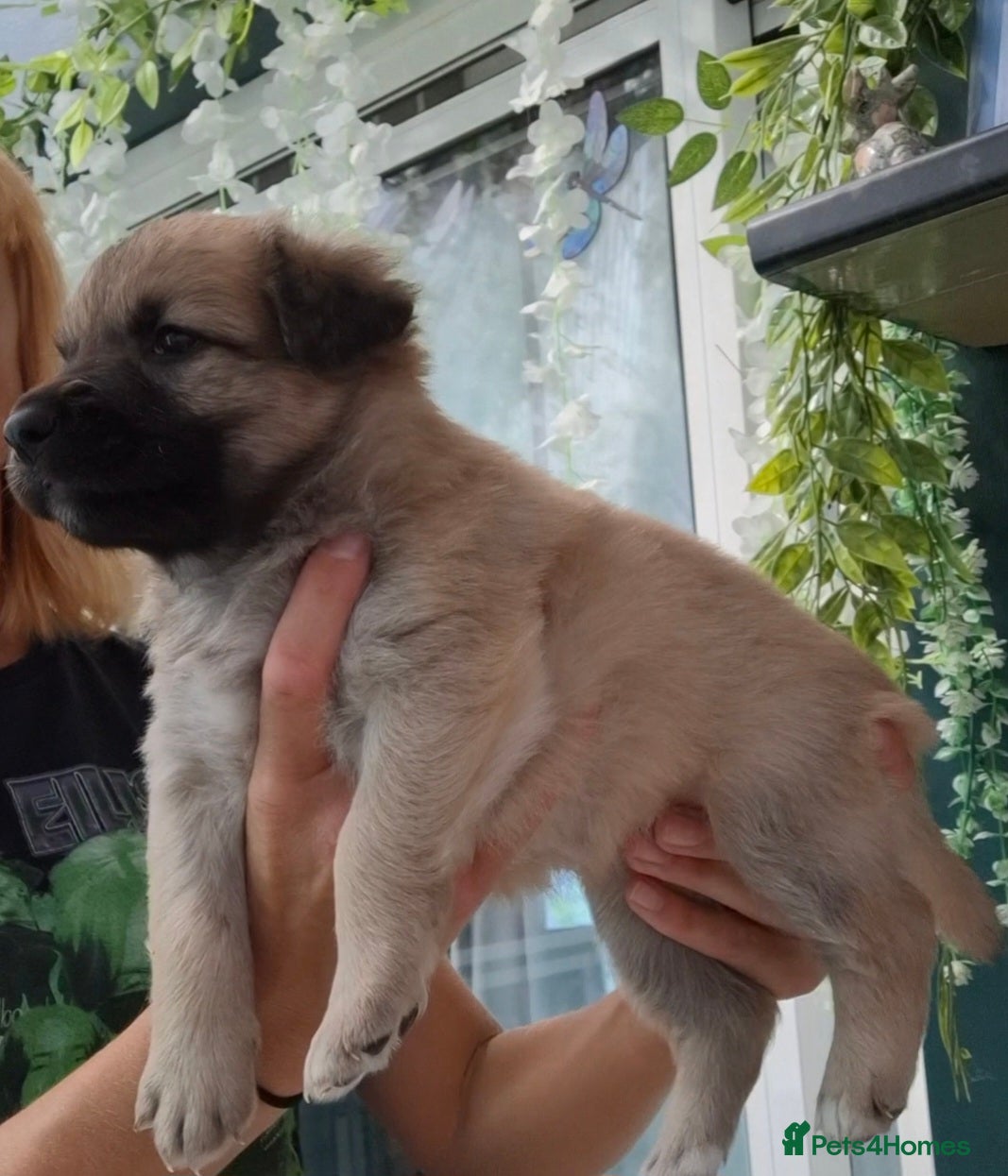 Sheprador dogs Shepadore puppies for sale. German Shepherd Labs.  - Advert 1