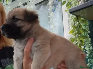 Sheprador dogs Shepadore puppies for sale. German Shepherd Labs. - Advert 9