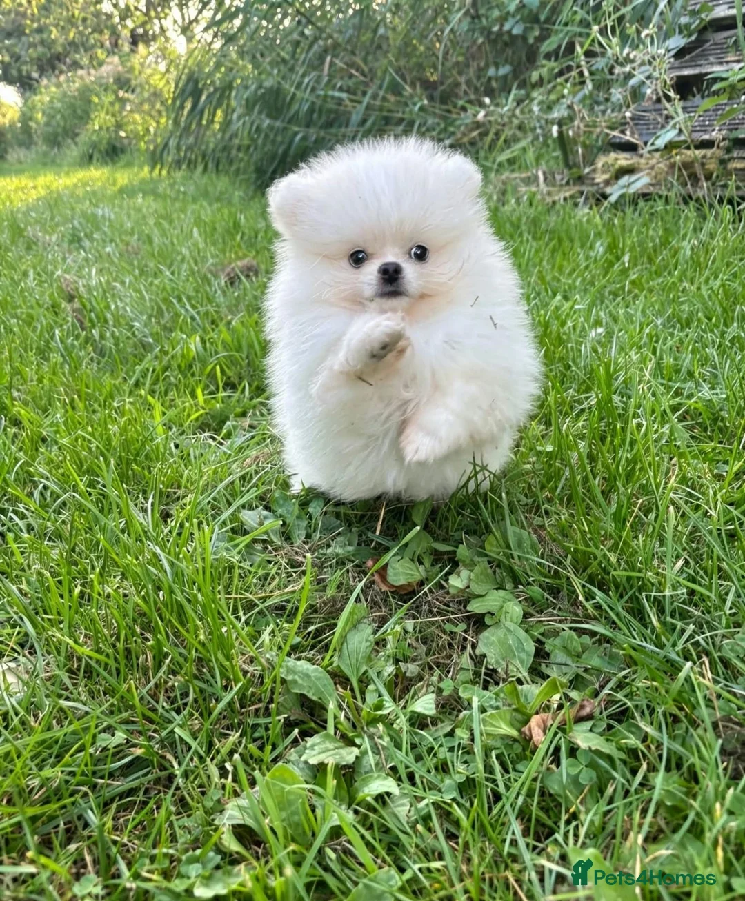 Pomeranian dogs for sale: Ready now small pomeranian puppies vaccinated in Mablethorpe - Advert 1