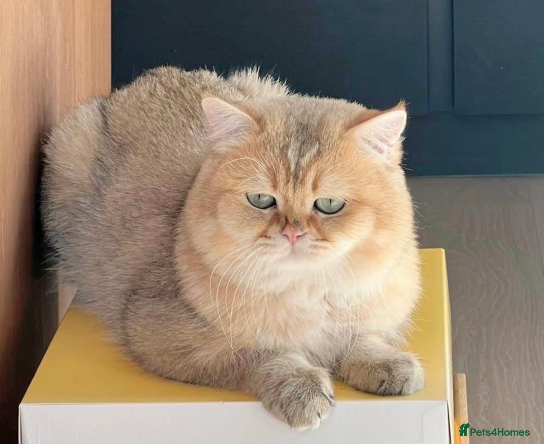 Scottish Fold cats for sale:  Beautiful Scottish Fold ready for Their New Homes - Advert 1