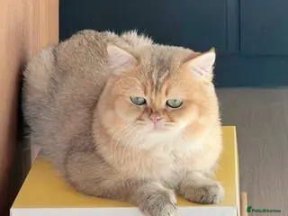 Scottish Fold cats Beautiful Scottish Fold ready for Their New Homes - Advert 4