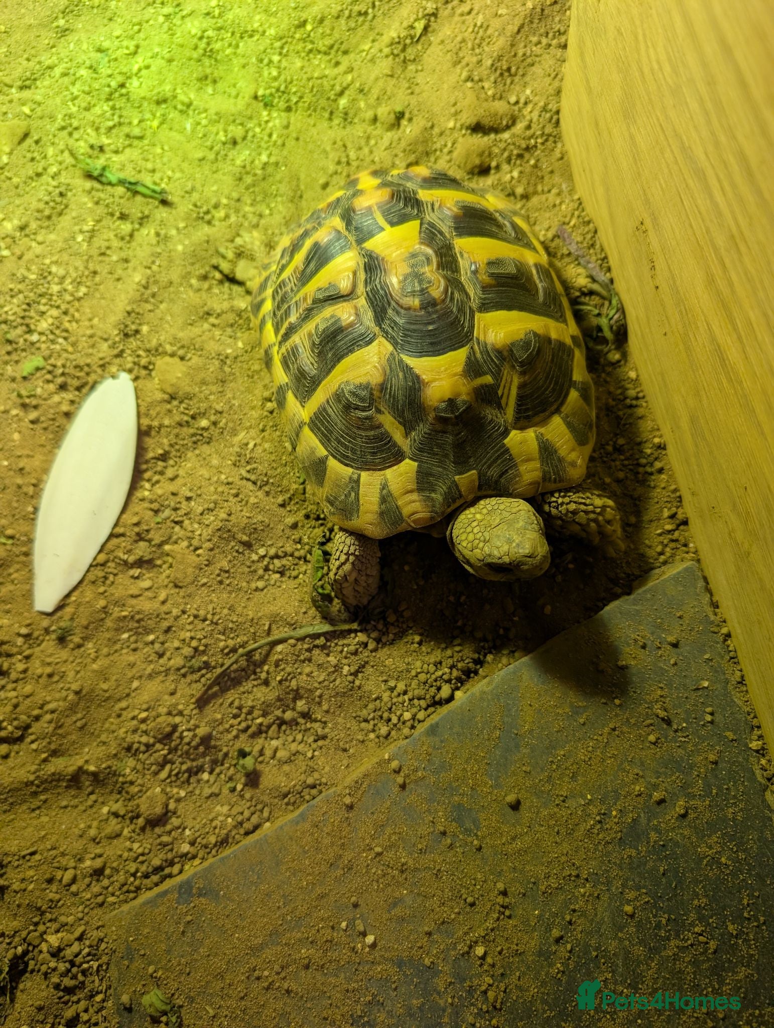 Hermann Tortoise reptiles House hermann tortoise for sale - Advert 1