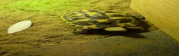 Hermann Tortoise reptiles for sale: House hermann tortoise for sale in Huntingdon - Advert 1