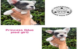 French Bulldog dogs for sale: *Fluffy French Bulldog Pups-4 reserved* - Image 9