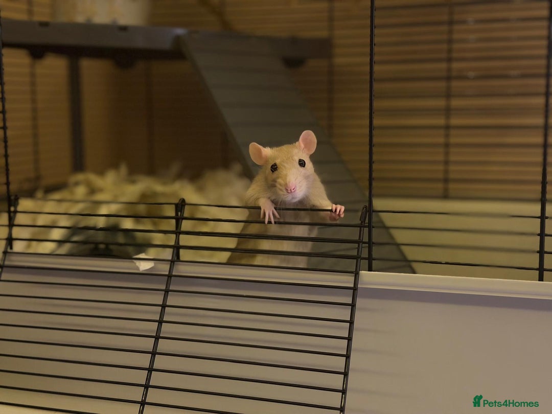 Rat rodents for sale: 2 pet female rats for rehoming  - Advert 2