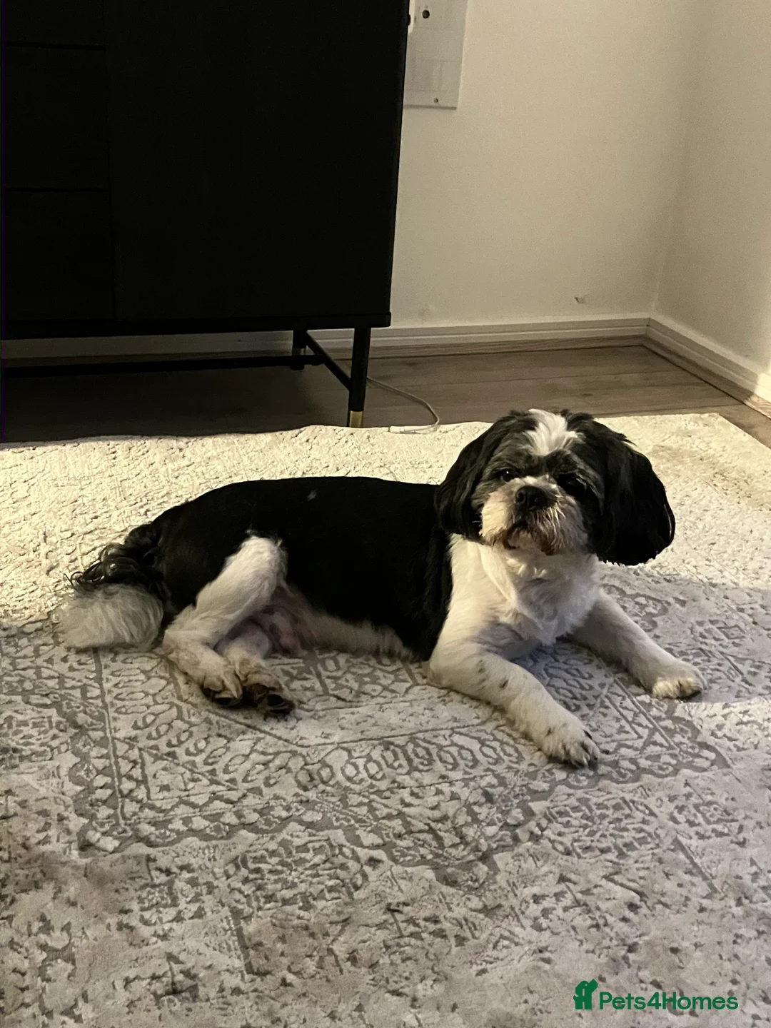 Shih Tzu dogs for stud: Proven stud in Cannock - Advert 3
