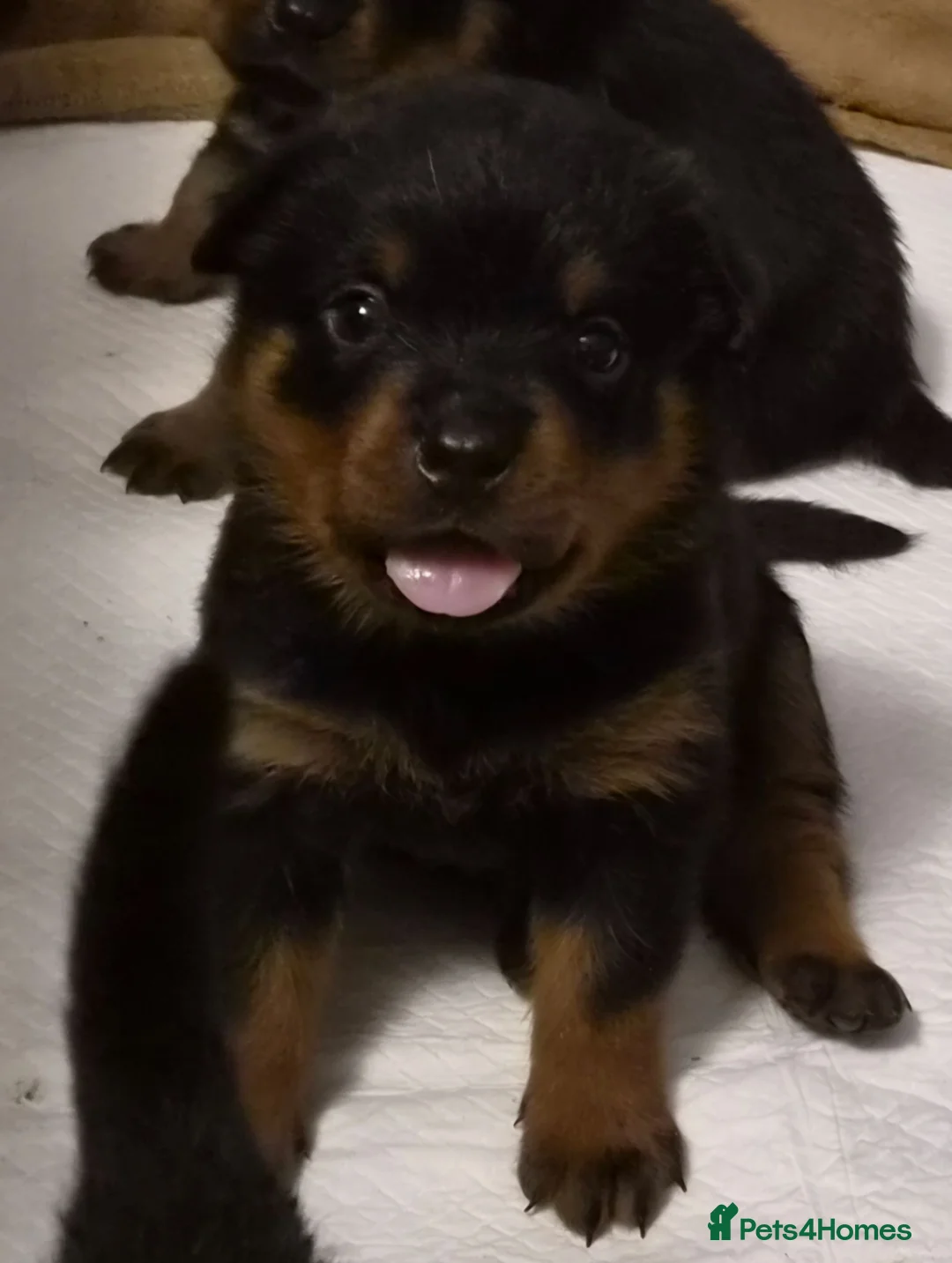 Rottweiler dogs for sale: Viewing now. Kc reg, health tested parents - Advert 19