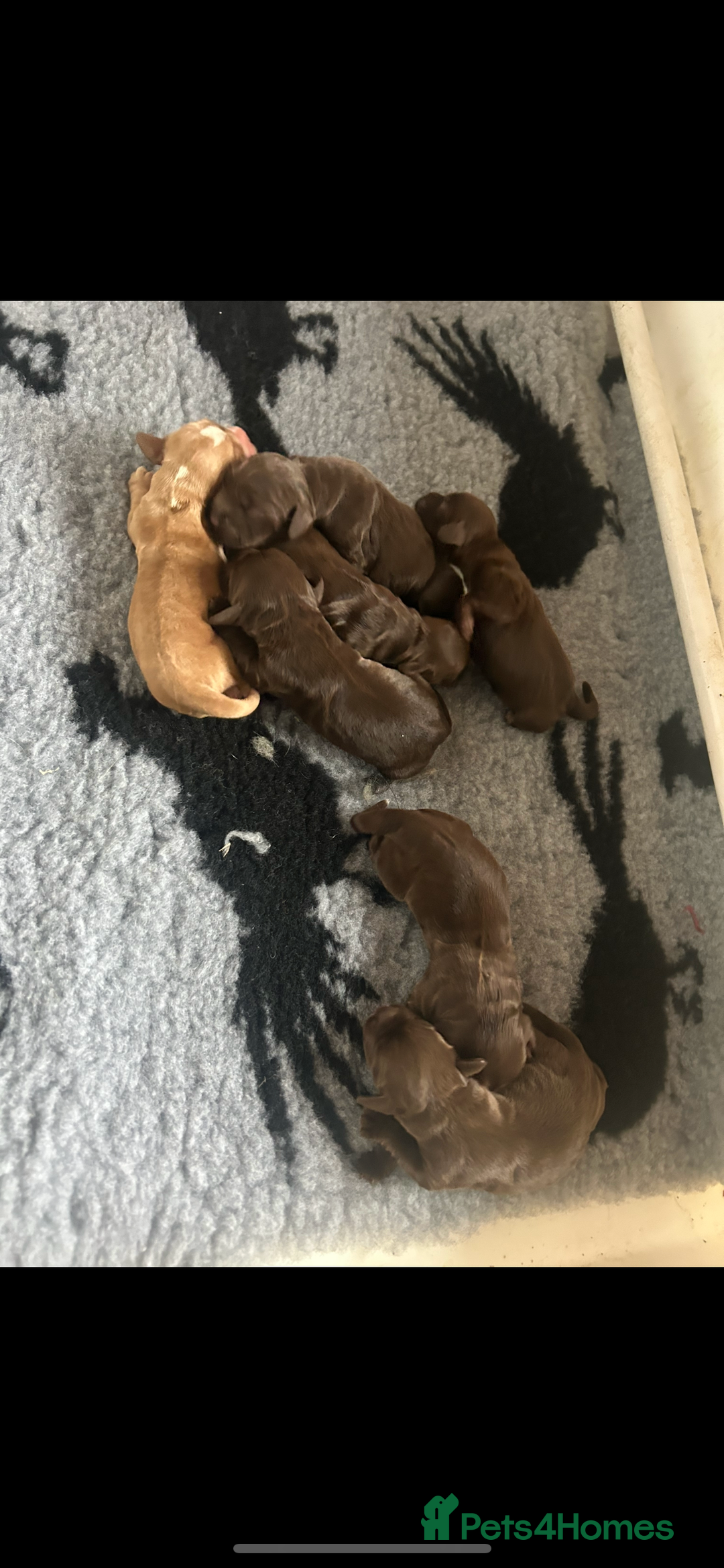 Cocker Spaniel dogs for sale: Kc reg cocker spaniels  - Advert 1